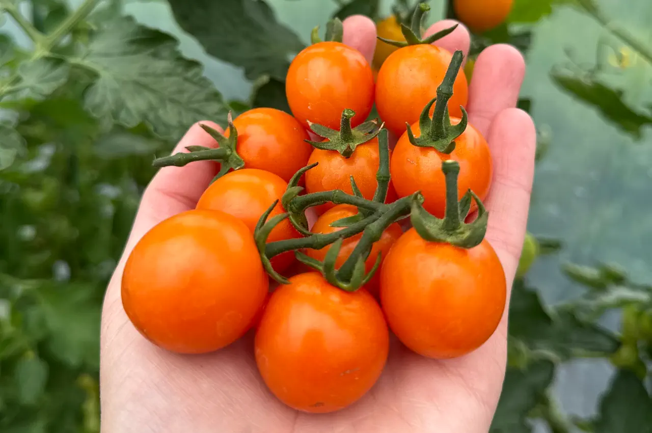 The Best Small Orange Cherry Tomatoes To Grow